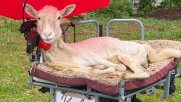 Una oveja discapacitada aprende a conducir un carrito eléctrico hecho a su medida