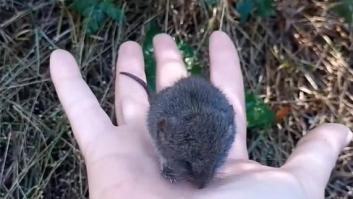 ​Una influencer argentina acaricia a uno de los ratones que transmite el hantavirus: "Yo solo vi un bicho muy cute"