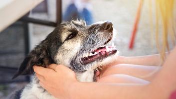 Confirmado por el Gobierno: hay más perros que niños en España