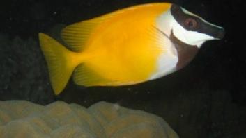 Un pez llamado conejo amenaza la cuenca mediterránea