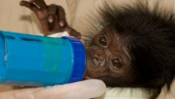 El genoma del bonobo, secuenciado (FOTOS)