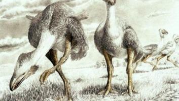 Hallan en Chile huellas de aves de cuando la Antártida estaba unida a América (FOTOS)