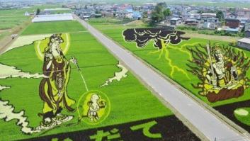 Campos de arroz con dibujos y geometrías en cultivos (FOTOS)