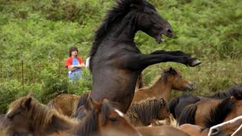 La Rapa das bestas reúne a cientos de personas en Sabucedo (FOTOS)