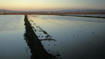 Especies invasoras: la reproducción no es la clave para tener éxito en su 'colonización', según un estudio