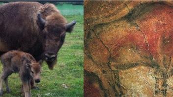 Nace un nuevo tataranieto de los bisontes de Altamira