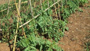 Huertos compartidos: trueque ecológico entre propietarios y hortelanos