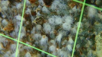 Quien siembra cemento recoge... medusas