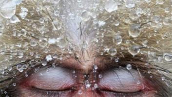 La flora y fauna ganadora de los premios de fotografía Veolia 2012 (FOTOS)