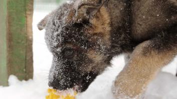 La ternura total de este cachorro de husky intentando aullar (VÍDEO)