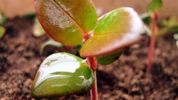La CEOE se aferra con esperanza a los brotes verdes