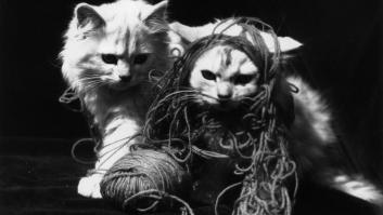 La empresa española que clona a tu mascota por 55.000 euros