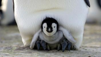 12 GIFS de pingüinos por la fusión de Penguin y Random House