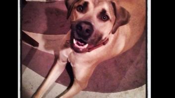 Éste es el perro con el mordisco más fuerte de todos: el inesperado gigante gentil