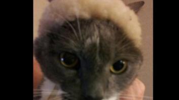 ¿Qué hacen un tigre o un león si les dejas una caja de cartón? El mejor vídeo de bichinos de la semana (VÍDEO)