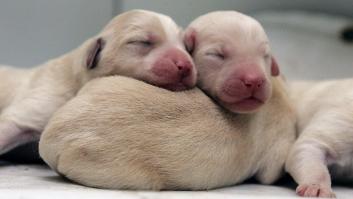 El vídeo que da la vuelta al mundo: la reacción de una burra tras dos meses sin ver a su dueño