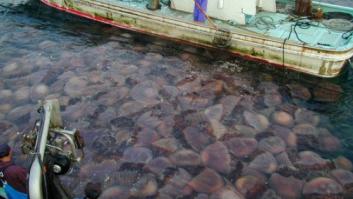 ¡Por fin buenas noticias! Las medusas no están aumentando (aún) a escala global