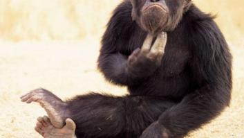 Los chimpancés poseen sentido de la justicia, según un estudio
