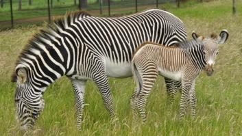 Cebra marrón: así es el animal cuando nace (FOTOS)