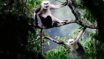 El misterio de la criatura encontrada en una playa de California