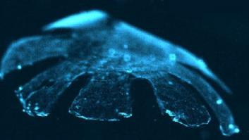 'Medusa' artificial: un logro de ingeniería de tejidos con silicona y células musculares de ratas (VÍDEO)