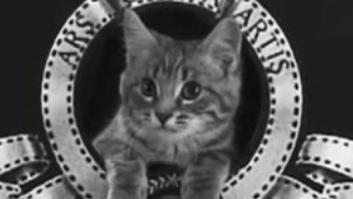 Festival mundial de LOLcat: descubre el ganador y todos los vídeos del festival