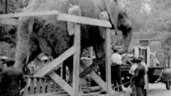 Con un par de... Elefantes