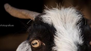 Ver todo, comprender nada...