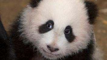 Osos panda ¿catalanes y aragoneses?: encuentran los orígenes del panda gigante en Barcelona y Zaragoza (FOTOS)