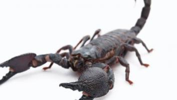 Precintado un avión para ser desinfectado en Barajas tras picar un escorpión a una pasajera