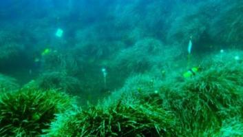 Brotes verdes submarinos