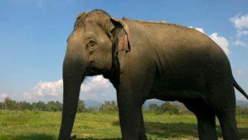 Dos elefantes se salvan de morir congelados en Rusia bebiendo vodka