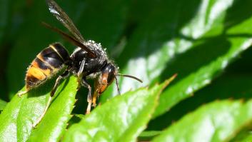 Avispa asiática: problemas y soluciones