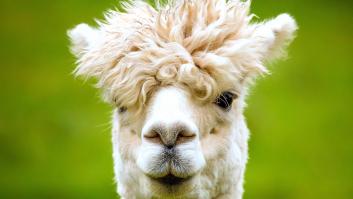 'Ola k ase': el virus de la hiperactividad que puede arruinar tu vida interior