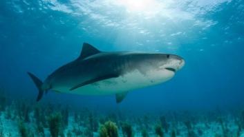 El mejor repelente anti tiburones