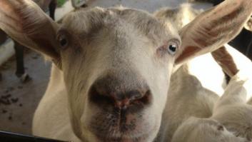 El espíritu aventurero de buscarse la vida