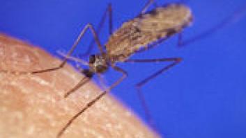 Ecopolítica. Hoy: el parasitismo