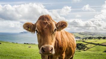 Muere un hombre en Santander arrollado por su propio coche tras bajarse para ahuyentar a una vaca