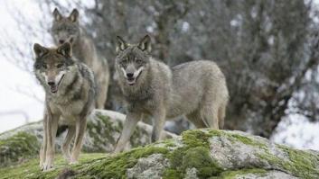 El lobo ibérico: ¿problema o recurso?
