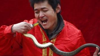 Serpiente por la nariz para celebrar el año nuevo chino (FOTOS)