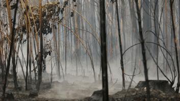 El "ecocidio" como quinto crimen contra la paz