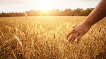 Como la espiga después de la siega