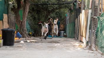 Del abandono al capricho: el doble drama de ser galgo (y rescatador)