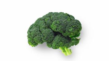 Tranquilos, vegetarianos: las plantas ni sienten, ni padecen