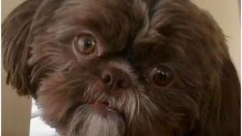 Sacrifican a una perra sana porque la última voluntad de su dueña era ser enterrada con ella