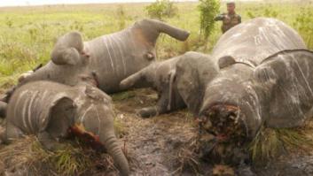 Niños y elefantes, sin derecho a la vida ni a la libertad