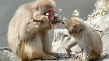¿No te gusta el Mundial? Quizá esto sí: elefantes jugando al fútbol (VÍDEO)