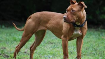 Un año de prisión por tirar a su perra herida al contenedor en una maleta