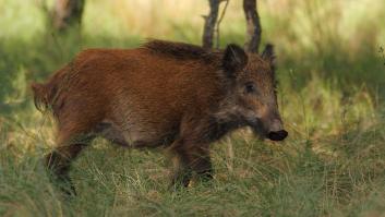 Muere un cazador por un disparo accidental en una batida contra el jabalí en Ourense