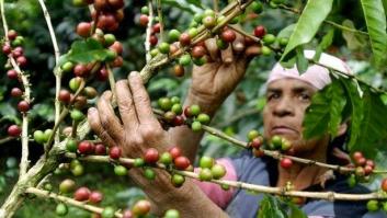 Menos de un centavo de dólar por cada taza de café